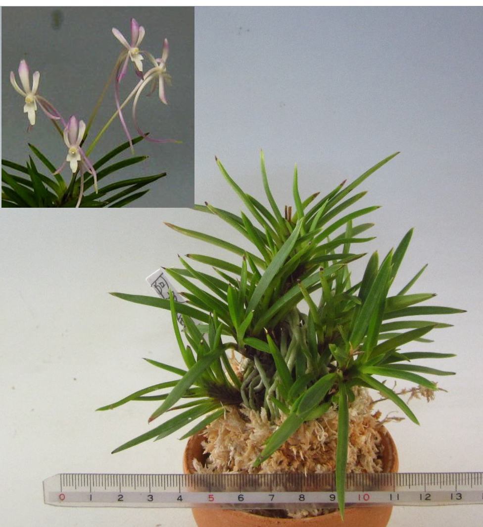 △富貴蘭・2点E 富貴蘭 長生蘭 セッコク 山野草△ セッコク 長生