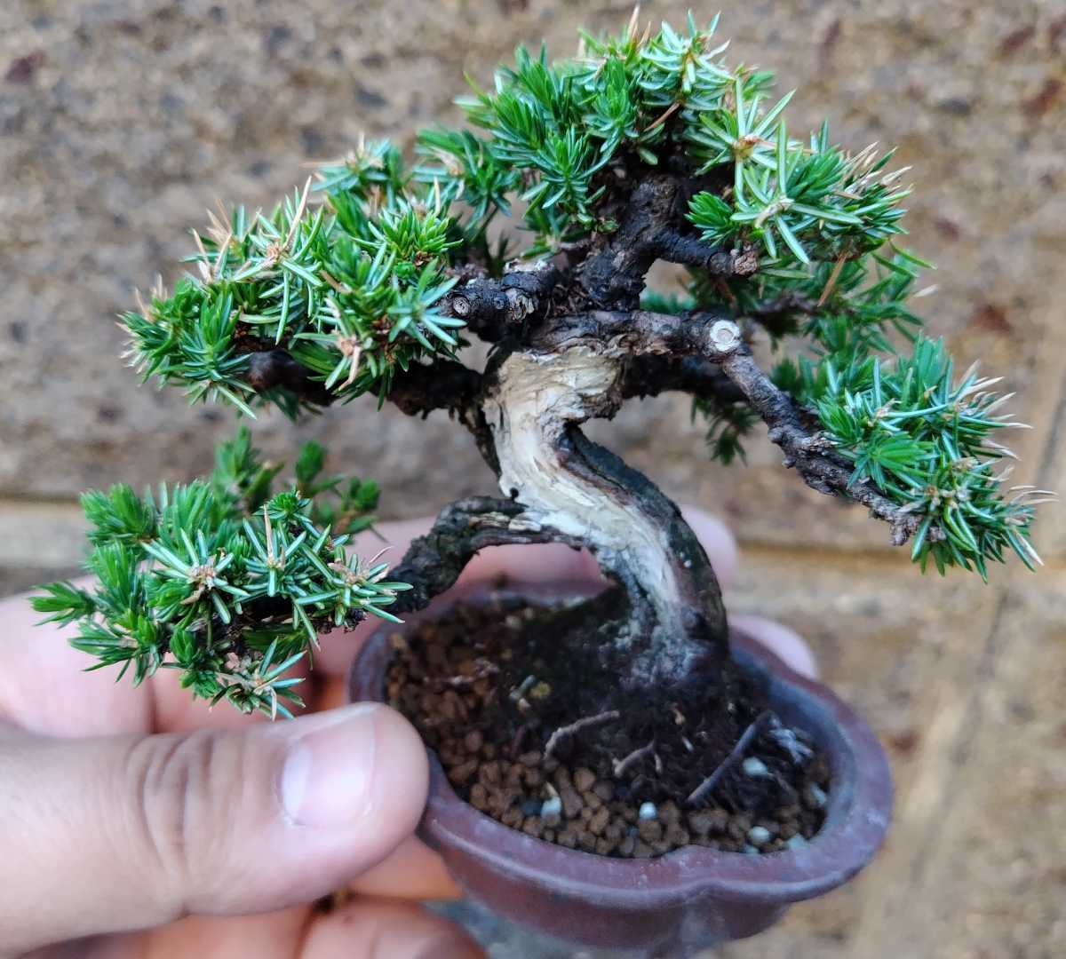 柴勝 小品盆栽 【公式通販】