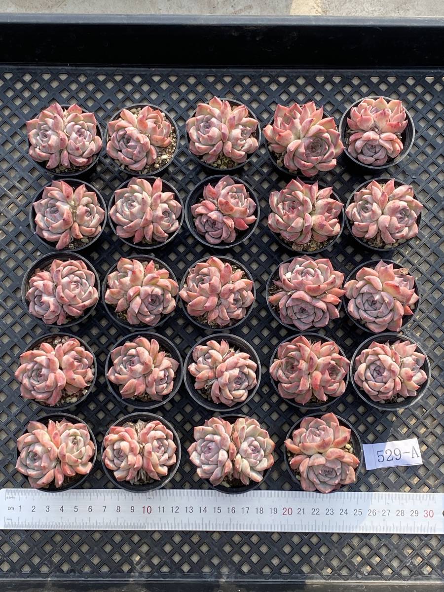 ハオルチア 多肉植物 64L コレクタ実生糊斑 自家繁殖 公式通販