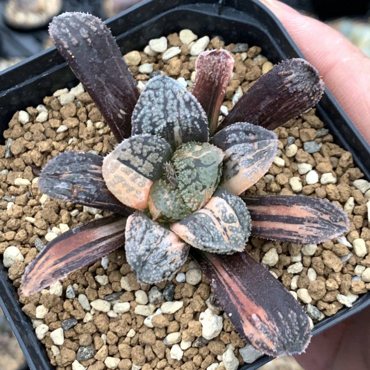 ハオルチア 多肉植物 モルドール錦 - 極上斑 メルカリ 極上株 