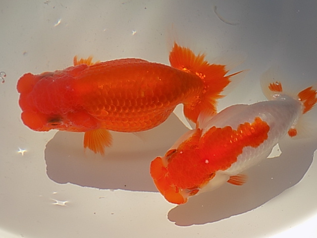 赤字超特価，豊富な Y T 荻谷氏 らんちゅう フンタン系 当歳魚2匹F45-19(らんちゅう)｜売買されたオークション情報、yahooの商品情報をアーカイブ公開 - オークファン らんちゅう