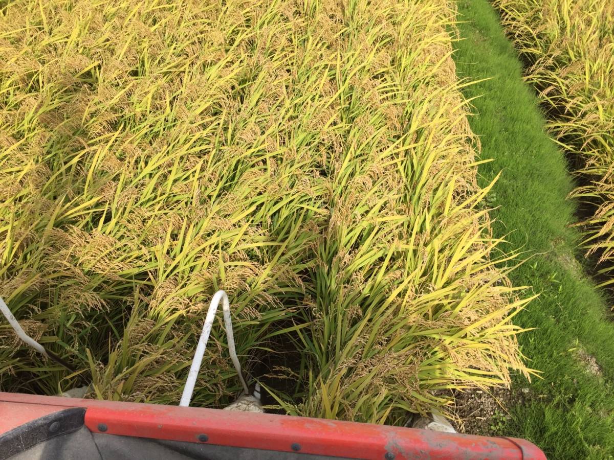 令和４年度　はえぬき30キロ　ライスセンター組合員の米