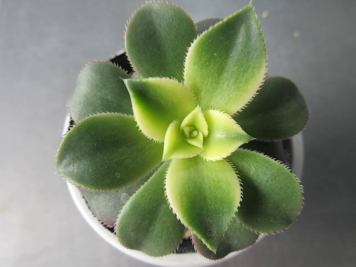 多肉 夕映えの値段と価格推移は 件の売買情報を集計した多肉 夕映えの価格や価値の推移データを公開