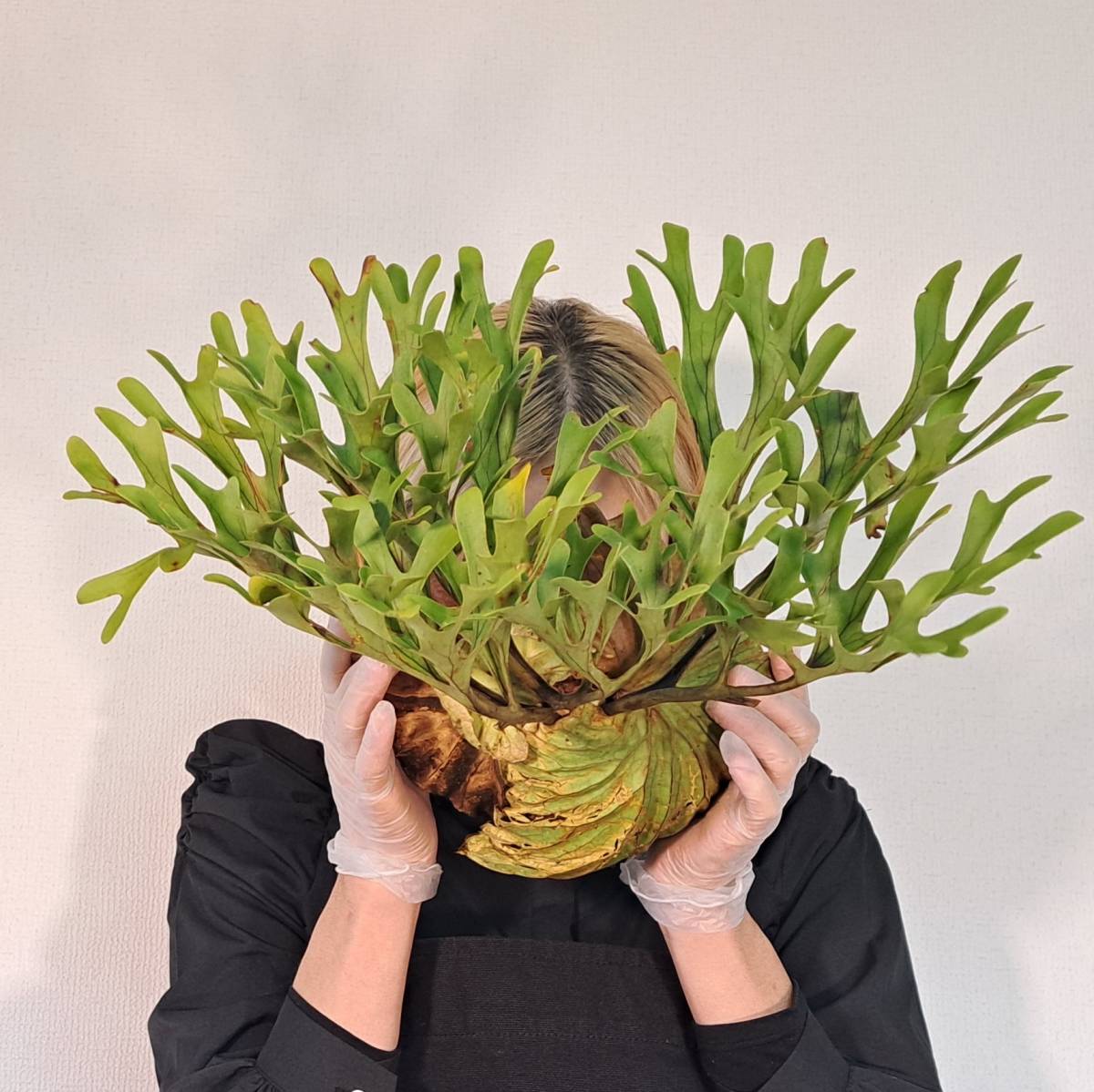 ☆10/30輸入☆36+ ビカクシダ 植物☆Platycerium ridleyi ☆10/30輸入☆36+ ビカクシダ 植物☆Platycerium ridleyi