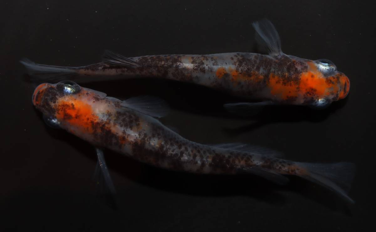 夕紅　-透明鱗三色×来光-　1ペア　D30□めだか小屋紅□