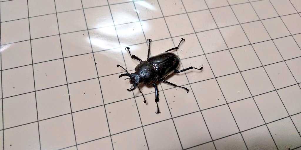 ドウイロクワガタ 三令幼虫5頭 アルゼンチン産 2