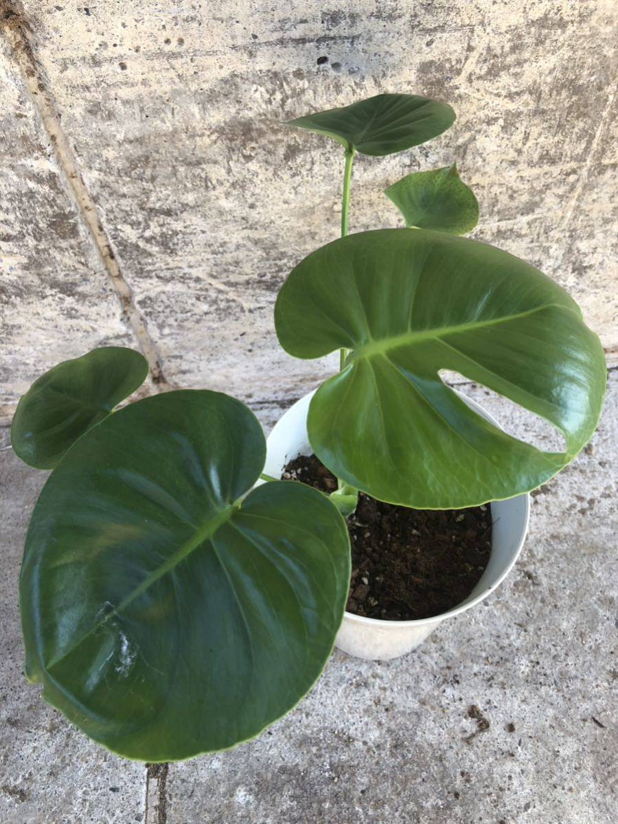 【実生】モンステラ　福助／monstera ''fukusuke''