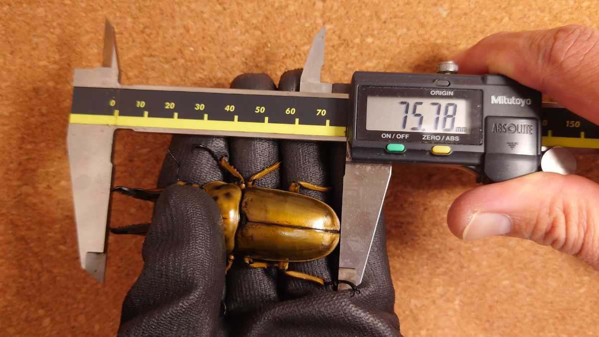 ☆ババオウゴンオニクワガタ☆♂75㎜×♀47㎜ペア☆大型血統☆