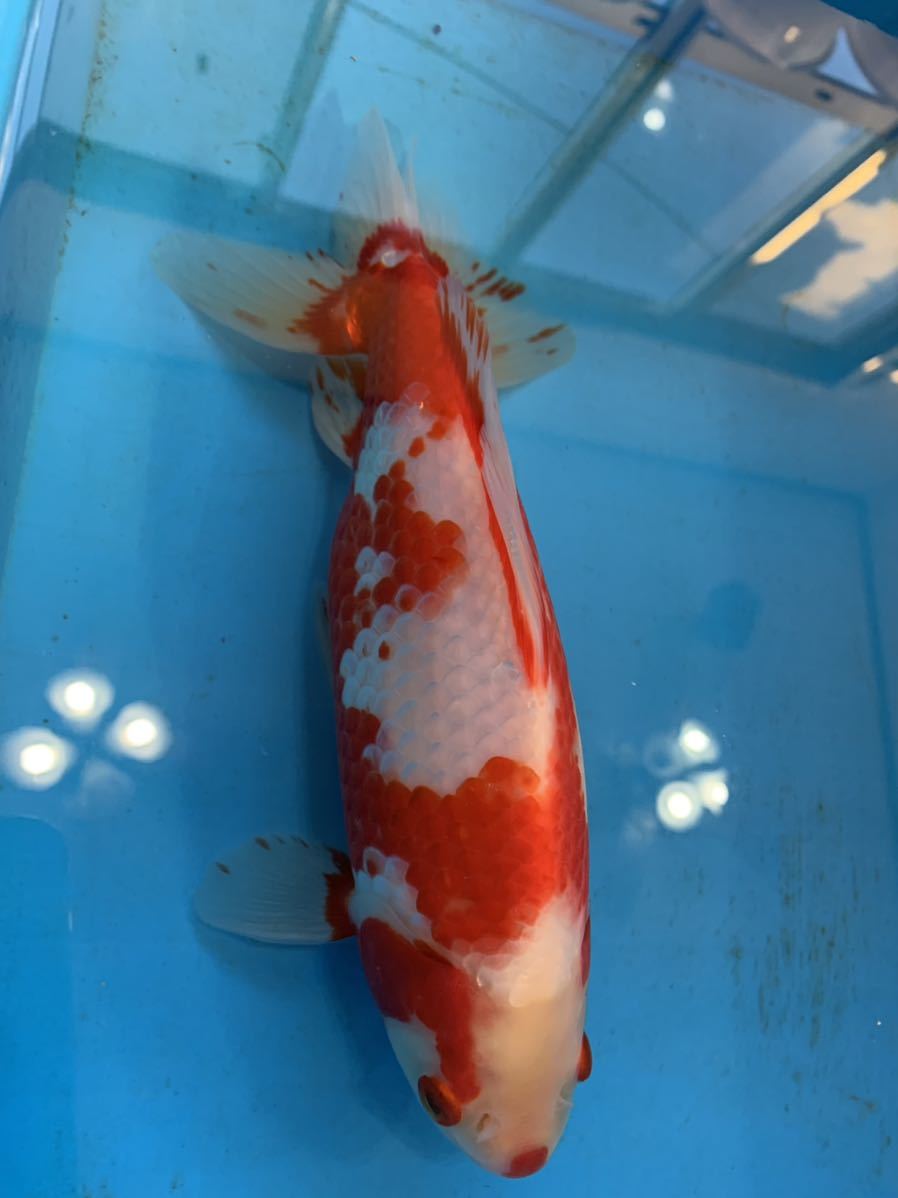 特選金魚】弥富産木下氏作○超巨大サイズ！更紗三ツ尾和金♀1匹①○三