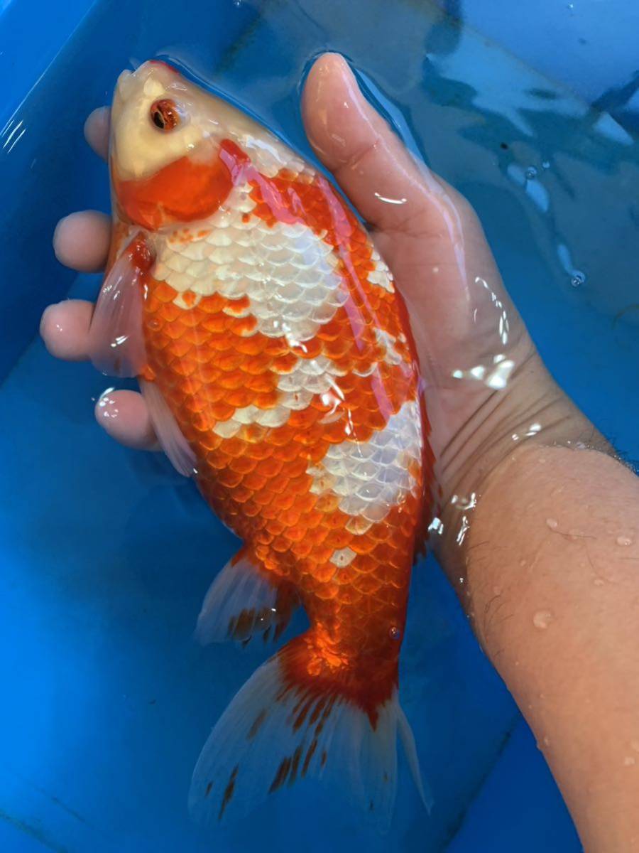 特選金魚】弥富産木下氏作○超巨大サイズ！更紗三ツ尾和金♀1匹①○三