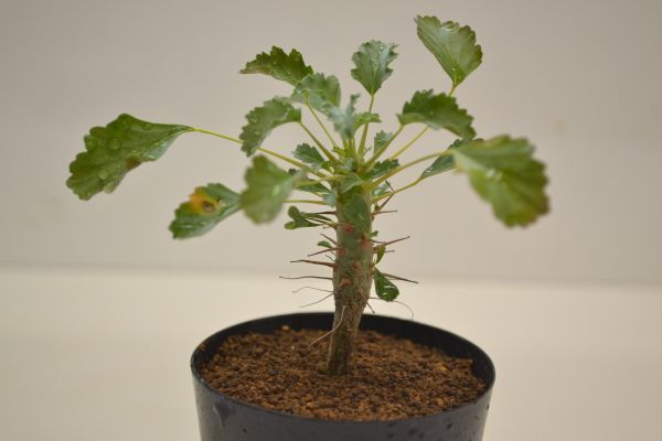 サルコカウロン　クラシカウレ　SARCOCAULON crassicaule