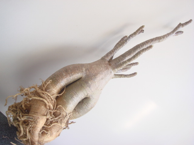 塊根植物　アデニウム，タイソコトラナム、オクトパス、美形　砂漠のバラ　　コーデックス　u-６０