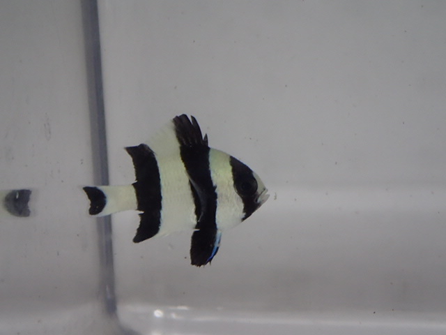５匹 ヨスジリュウキュウスズメダイ ３CM前後 SM/MSサイズ インドネシア 海水魚 熱帯魚 生体 即決 ８０サイズ関東送料８７３円