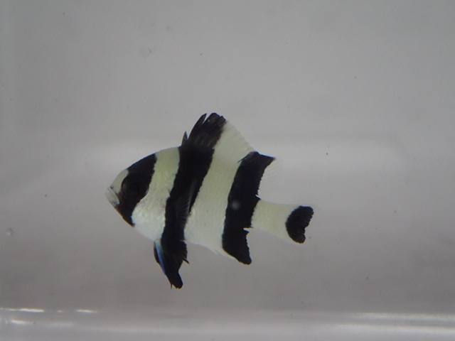 ５匹 ヨスジリュウキュウスズメダイ ３CM前後 SM/MSサイズ インドネシア 海水魚 熱帯魚 生体 即決 ８０サイズ関東送料８７３円