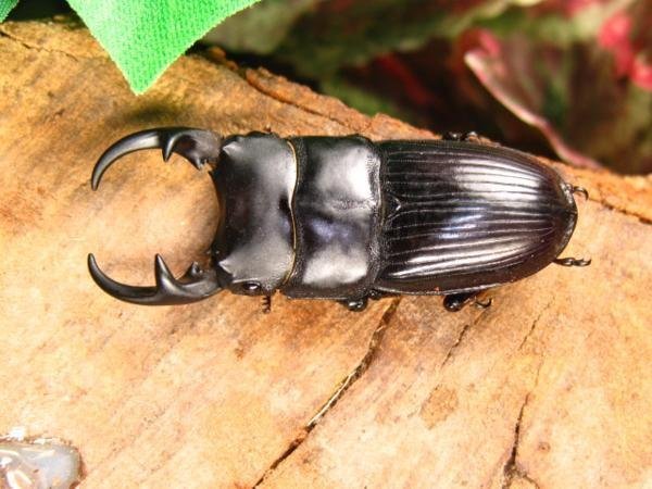 パラレルスネブトクワガタ　♂32ミリ♀24ミリ・スマトラ・クワガタ通販アリスト・WD・成虫・セール!