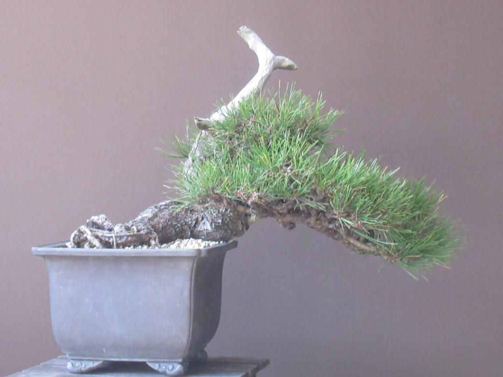 【赤松盆栽】屈曲天ジン・半懸崖(328)