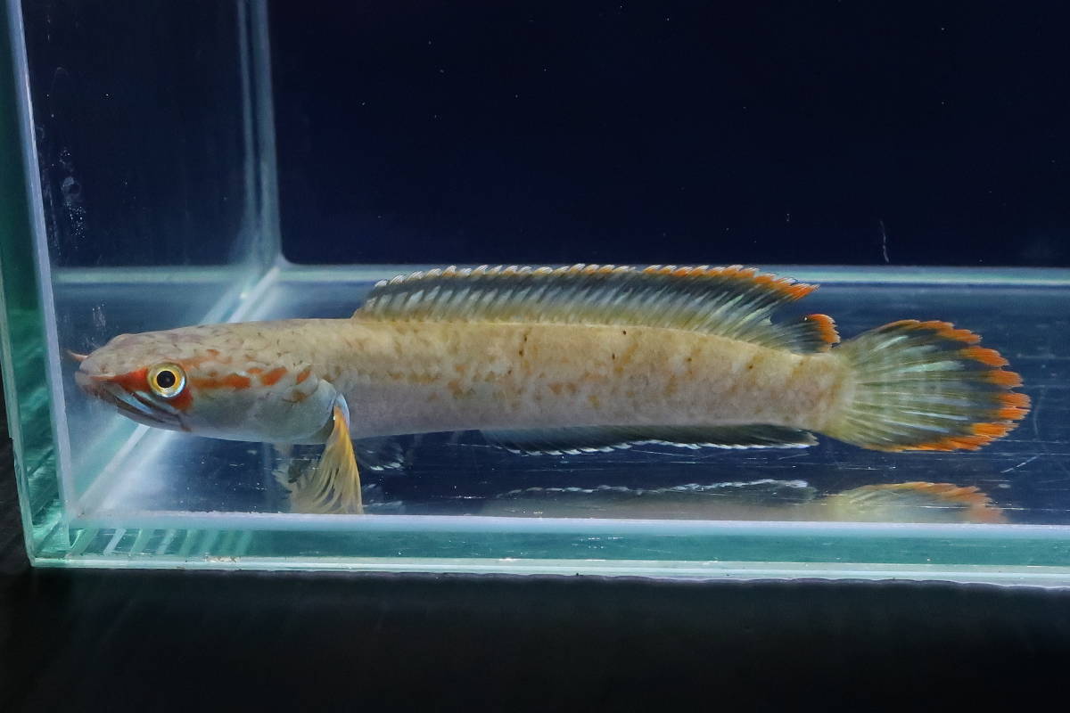 51＜water-flap＞アイスファイヤースネークヘッド