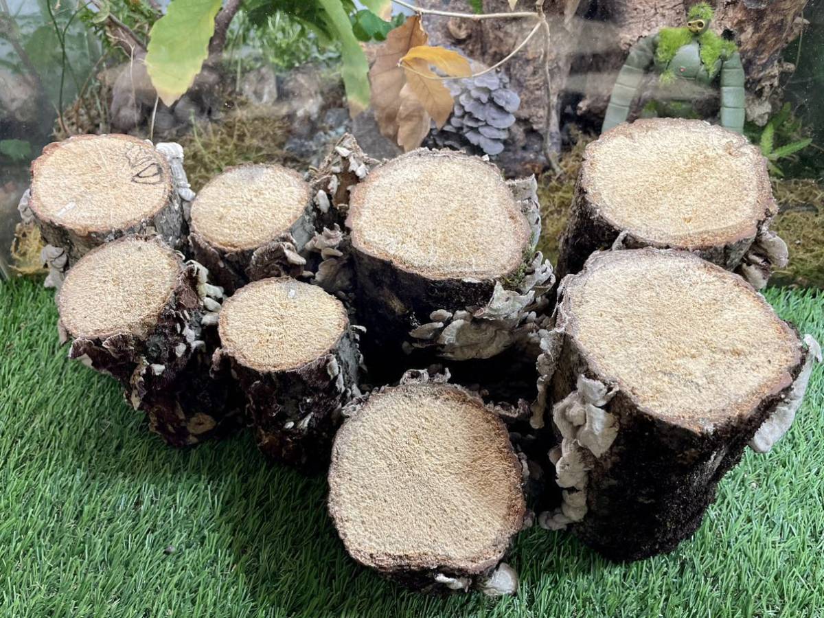 【KAZUOKI天然木】☆柔らかい産卵木好むクワガタにお薦め☆ニクウスバタケ【コナラ材】☆☆☆