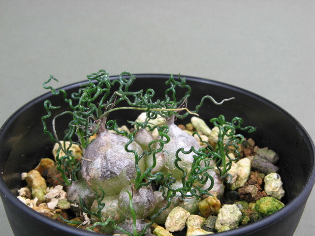 球根、オーニソガラム、コルガータ