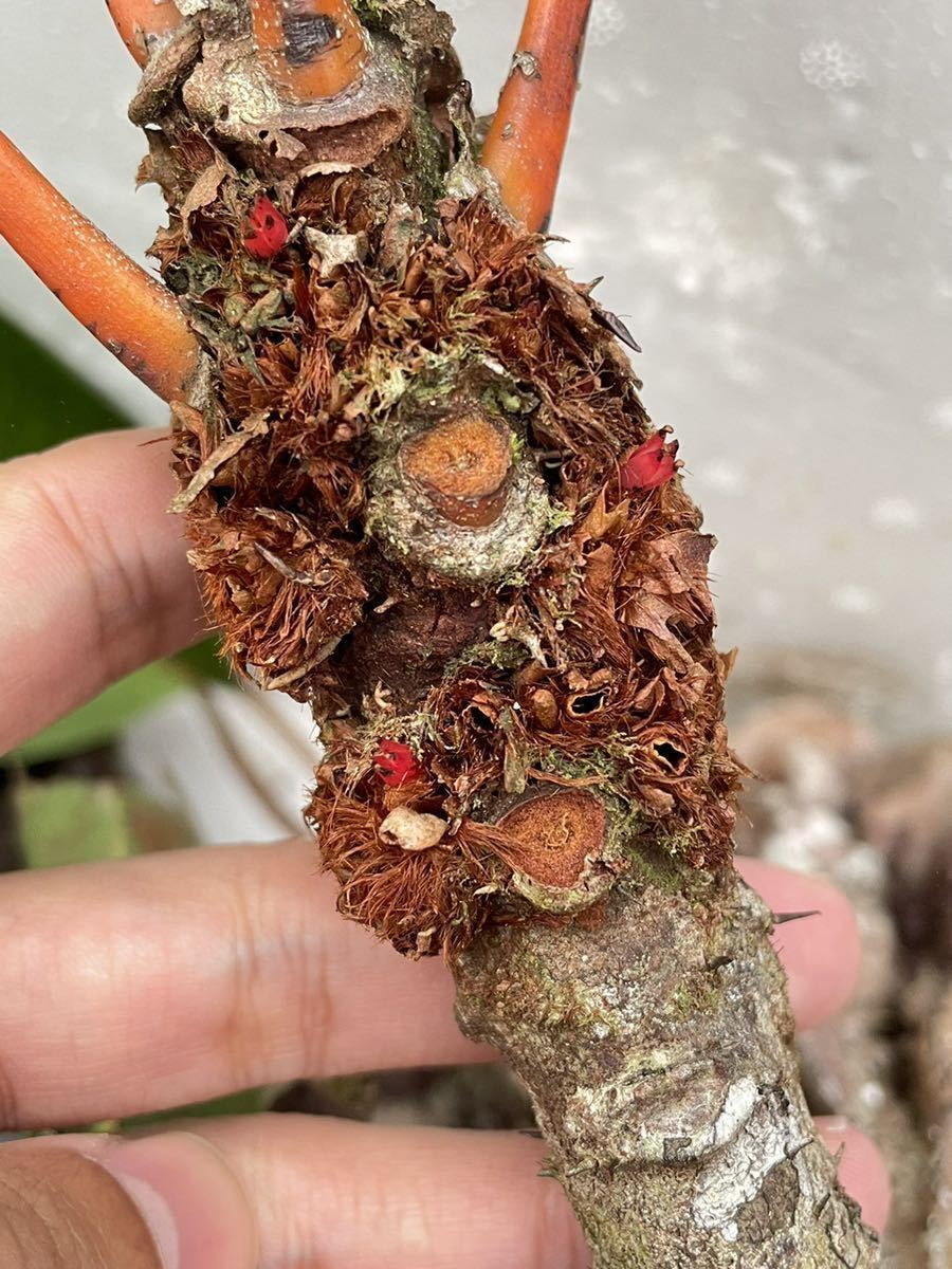 アリ植物 Myrmecodia rouffaerensis (nomen nudum) Southern Nabire， West Papua 実生株