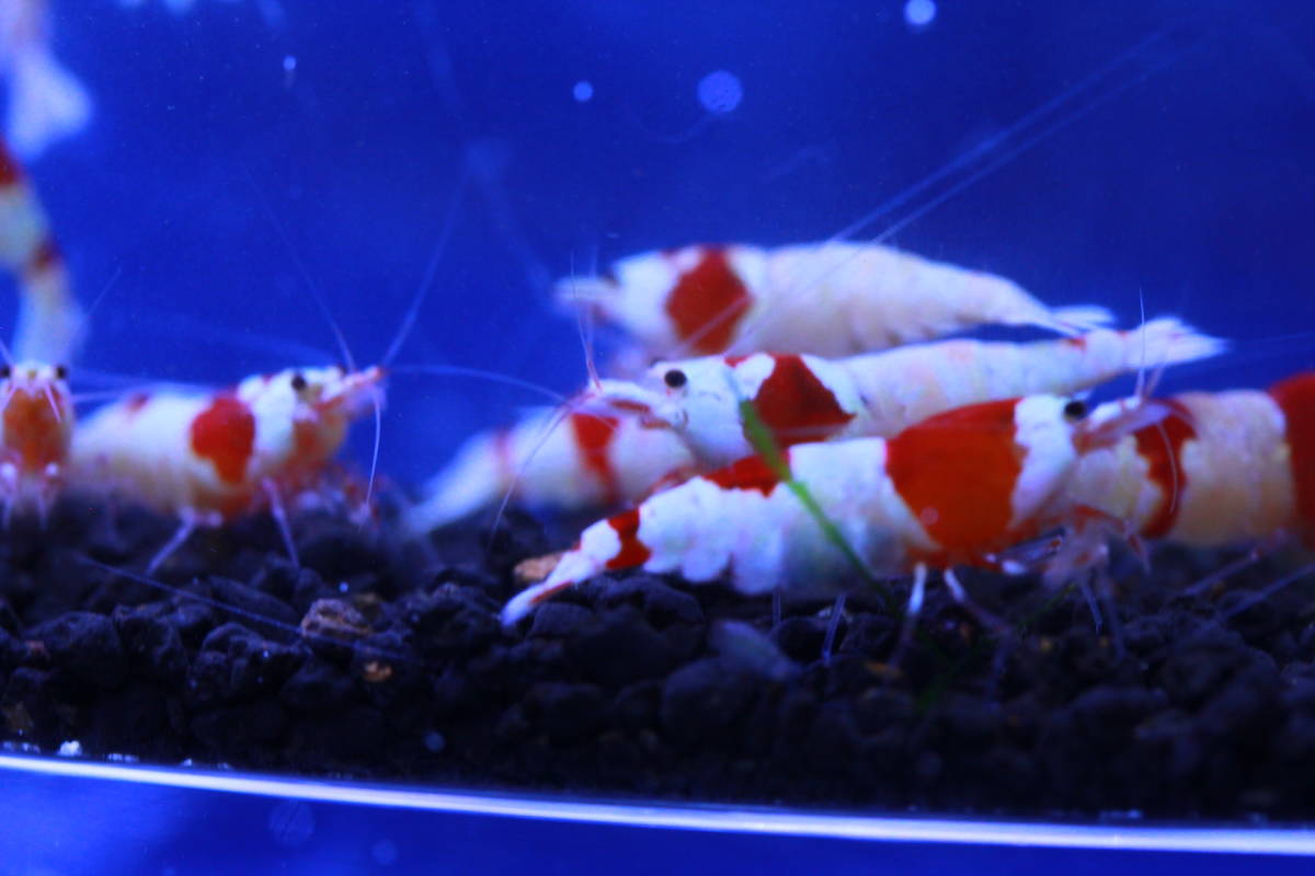 レッドビーシュリンプ Shrimp HY 〝蝦蟇のえび〟レッドビーシュリンプ 