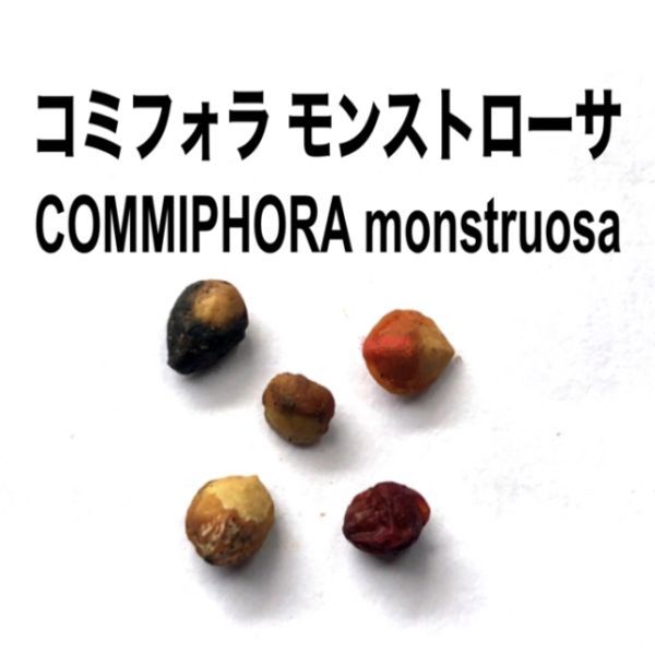 コミフォラ　モンストローサ　コミフォラモンストローサ　種子　10粒
