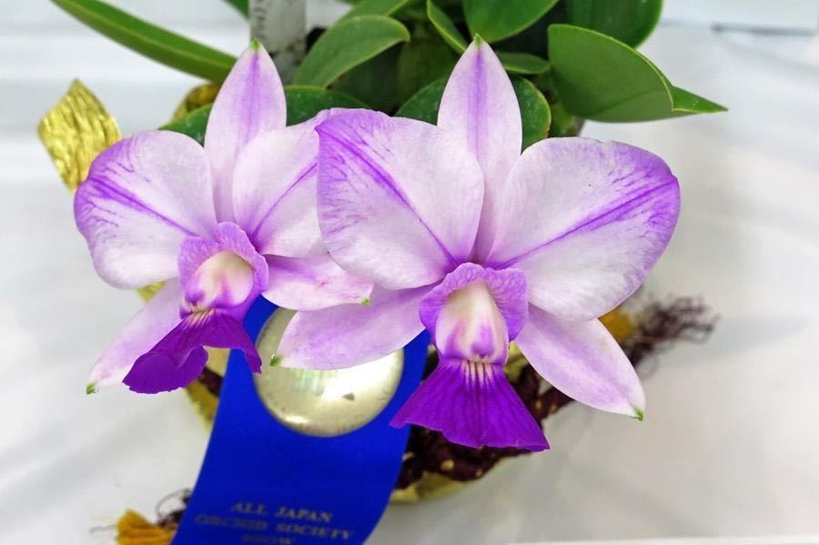 原種洋蘭 洋蘭 原種カトレア カトレア Cattleya walkeriana f. aquinii
