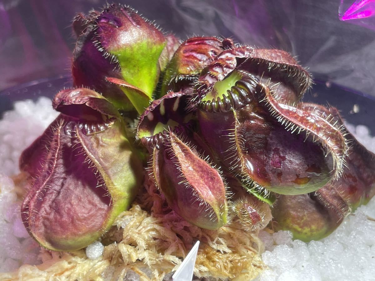 その他観葉植物 Cephalotus follicularis Giant Araflora B Cephalotus follicularis Araflora Giant セファロタスフォリキュラ