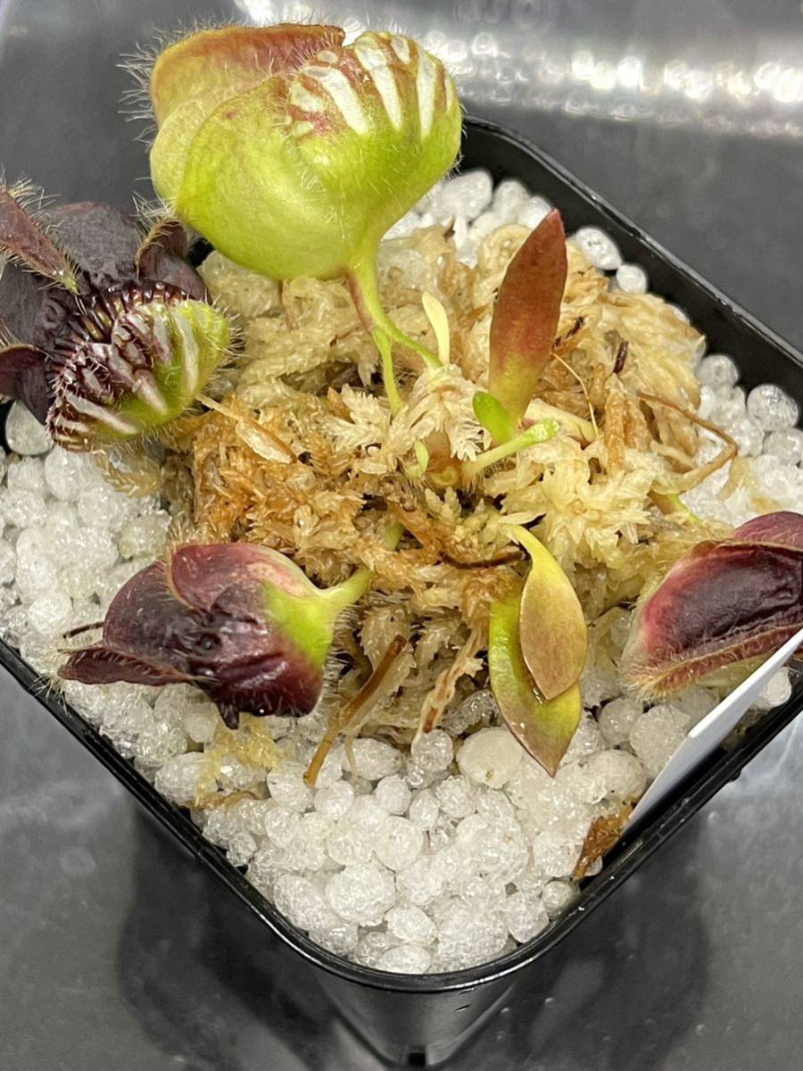 B Cephalotus follicularis Araflora Giant セファロタスフォリキュラ