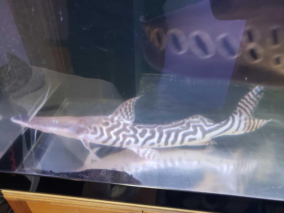 ゼブラキャット　激レア　かっこいい乱れバンド