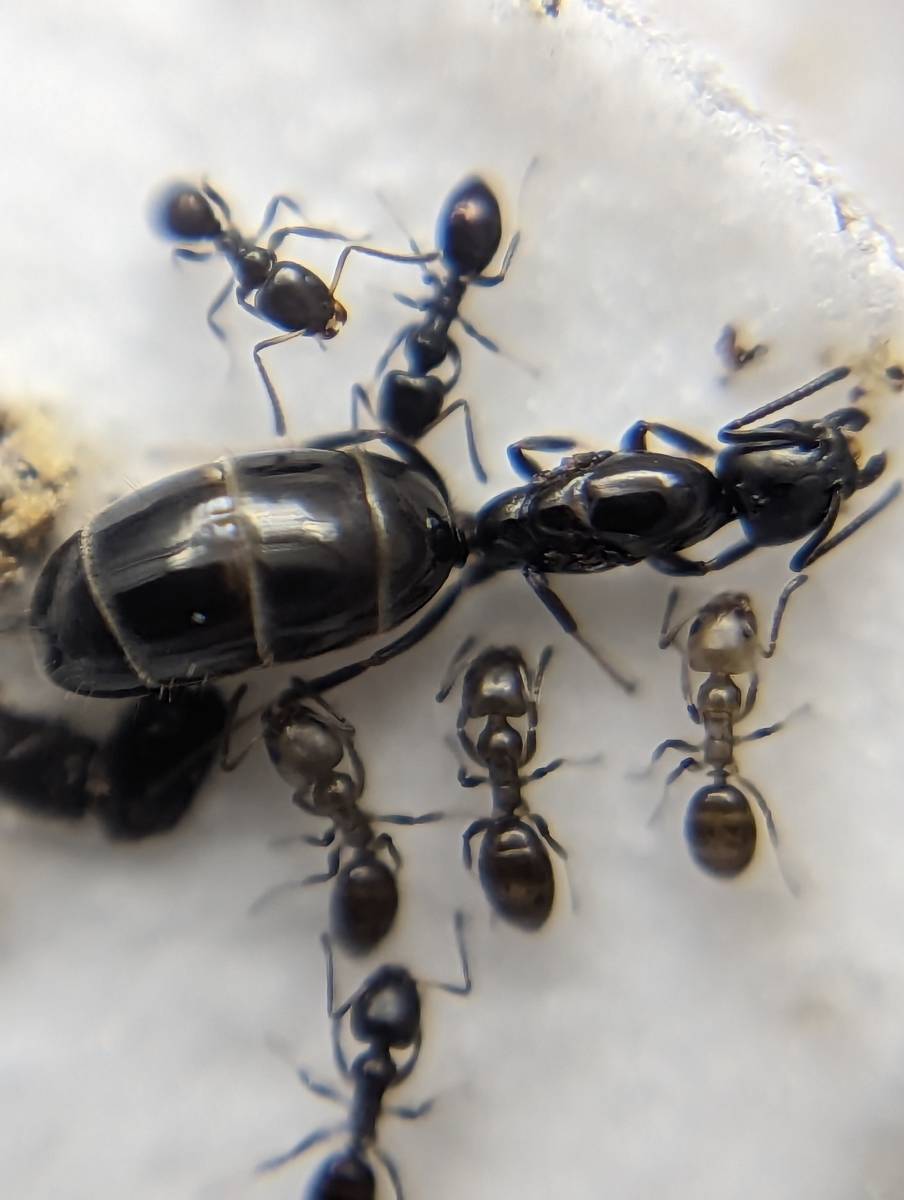 標本・展足済】 大型 コガシラクワガタ ♂78mm