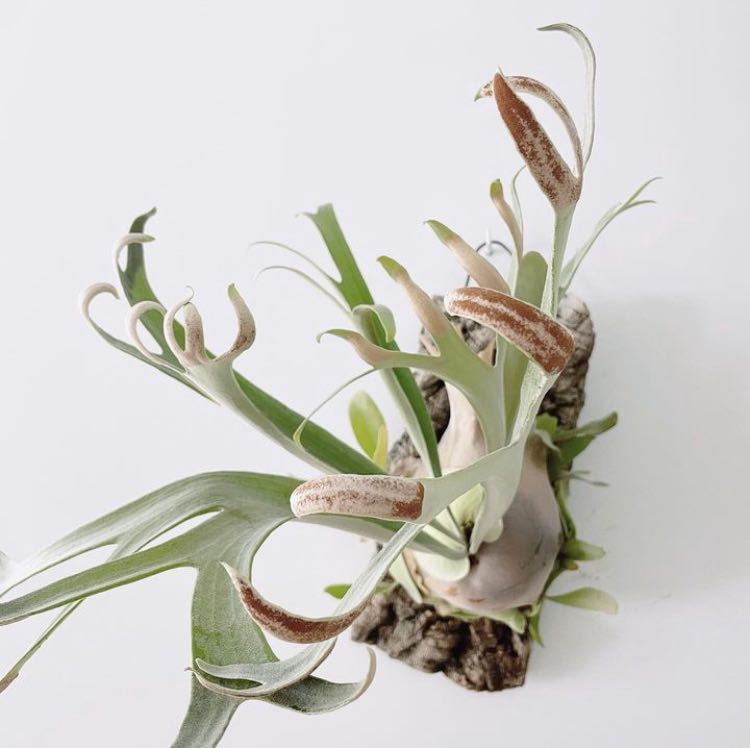 ホワイトホーク 幼苗 7.9cm ビカクシダ 観葉植物
