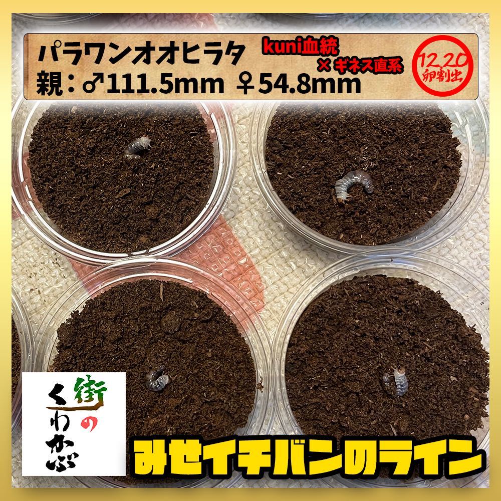【超大型血統】《kuni +ギネス直系》パラワンオオヒラタ 幼虫4頭