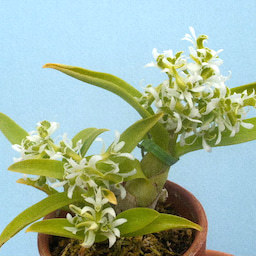 洋蘭原種 (795) 希少　Den. peguanum fma. album (Sib) デンドロビューム　ペグアナム　アルバム