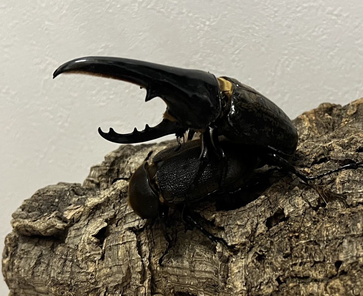 極太極短血統　DHヘラクレス　３令幼虫♂8頭　♀6頭　計１4頭セット!!