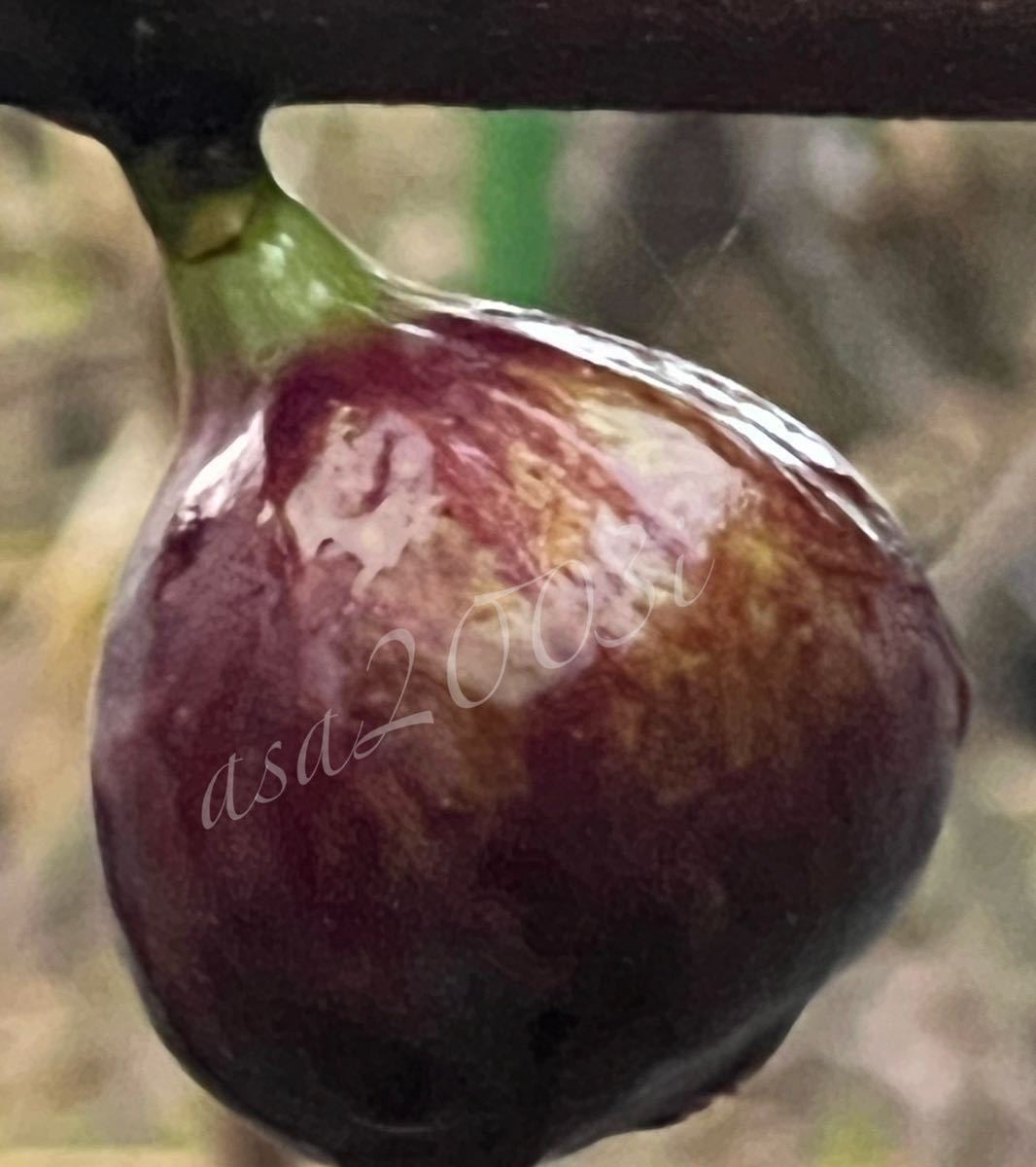 No.1507 超レア　イチジク　最高峰の一つ　i258 穂木　1本　挿し穂