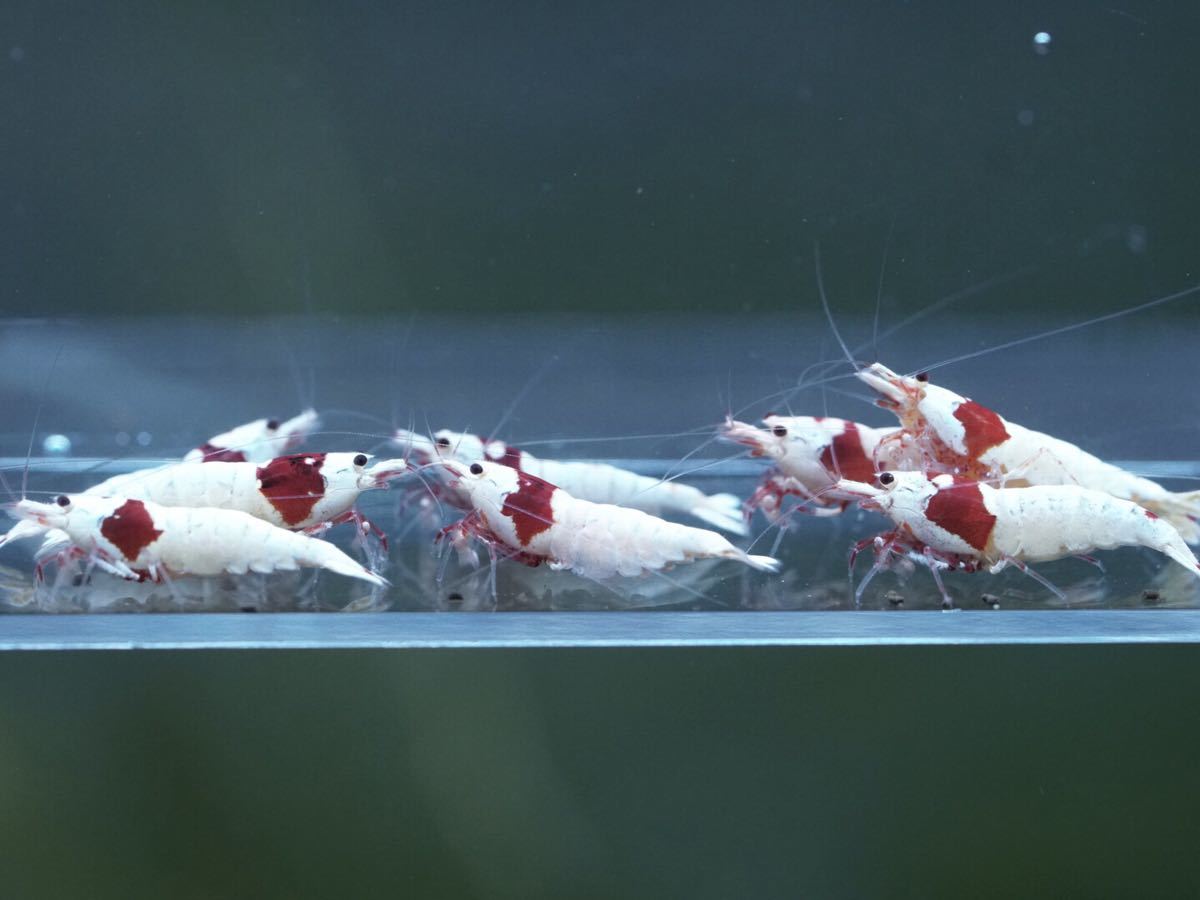 一誠　抱卵エビカラーセット 一誠 抱卵エビカラーセット エビの抱卵を知って、稚エビを育てよう