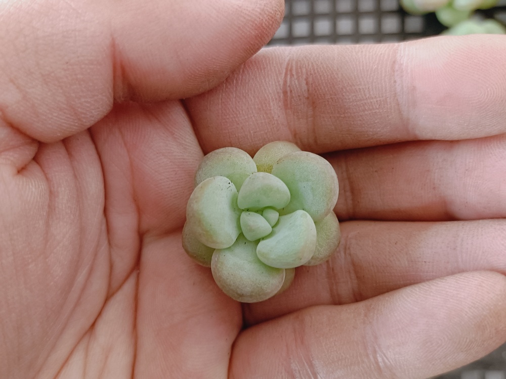 0214-X302バブルガム25 個 小さい苗＊大人気多肉植物 エケベリア 落札