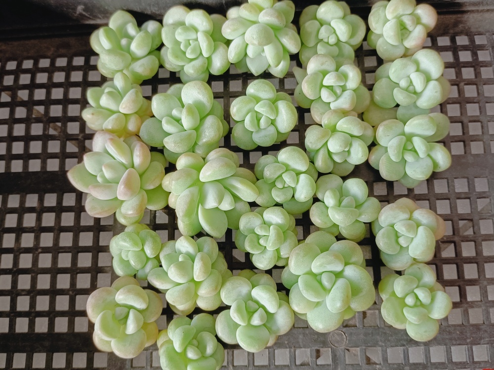 0214-X302バブルガム25 個 小さい苗＊大人気多肉植物 エケベリア 落札