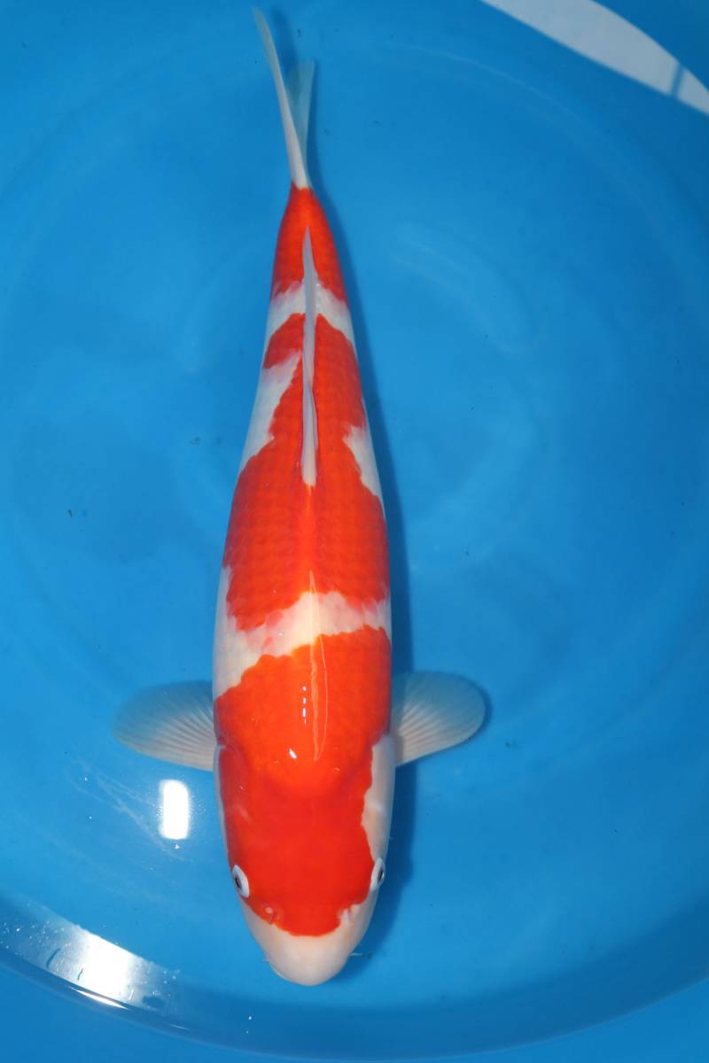錦鯉　３段紅白　２才　メス　５２cm　