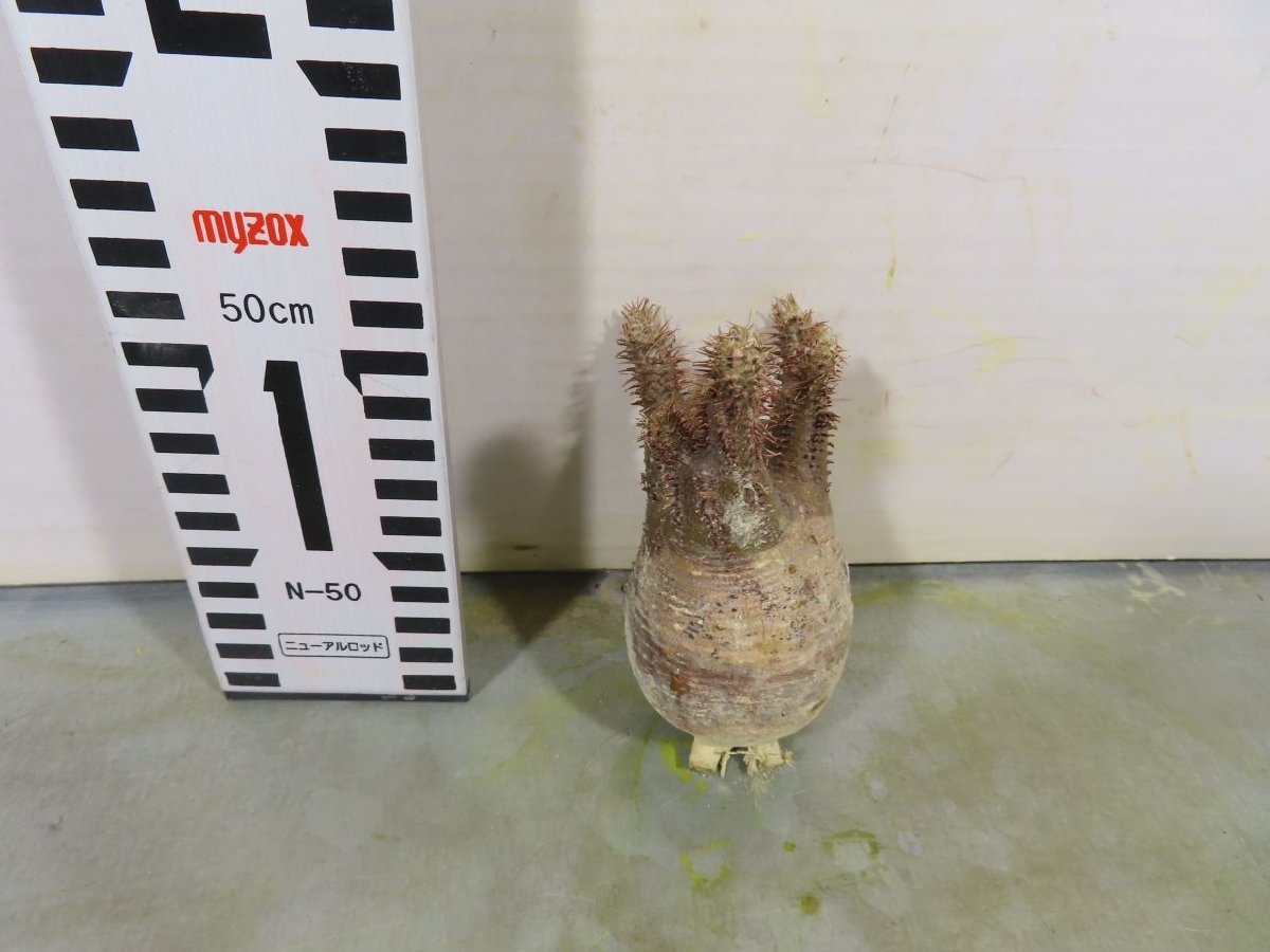 セ019 「現地株」パキポディウム グラキリス SS 抜き苗【/最新到着