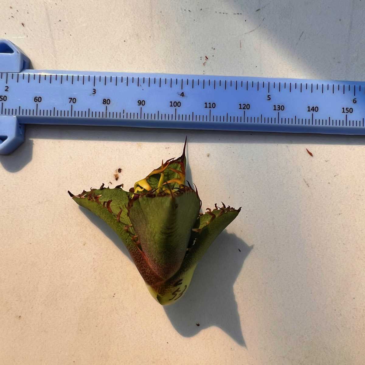 C53 激レア高級品種 アガベ チタノタ 黒排棘 黒連棘 超希少株 厳選極上子株_10