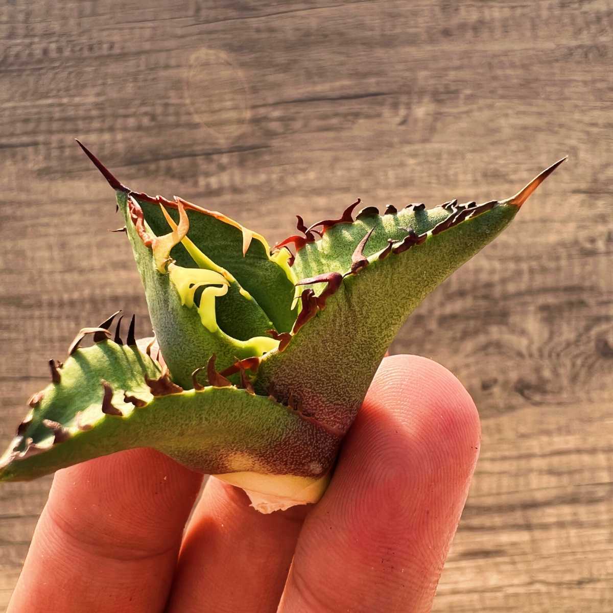 C53 激レア高級品種 アガベ チタノタ 黒排棘 黒連棘 超希少株 厳選極上子株_2