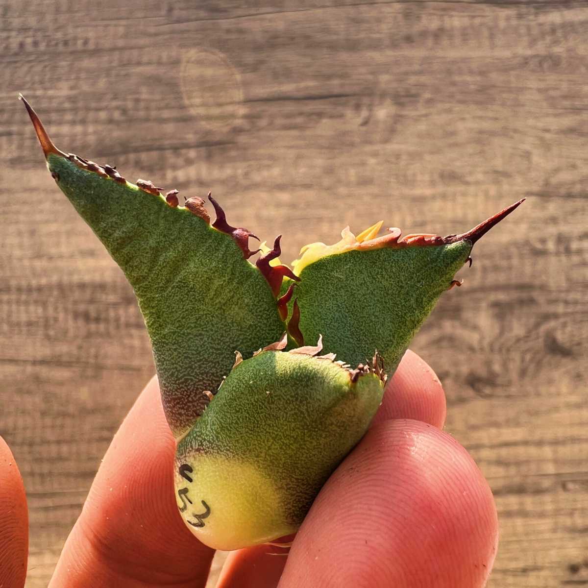 C53 激レア高級品種 アガベ チタノタ 黒排棘 黒連棘 超希少株 厳選極上子株_3