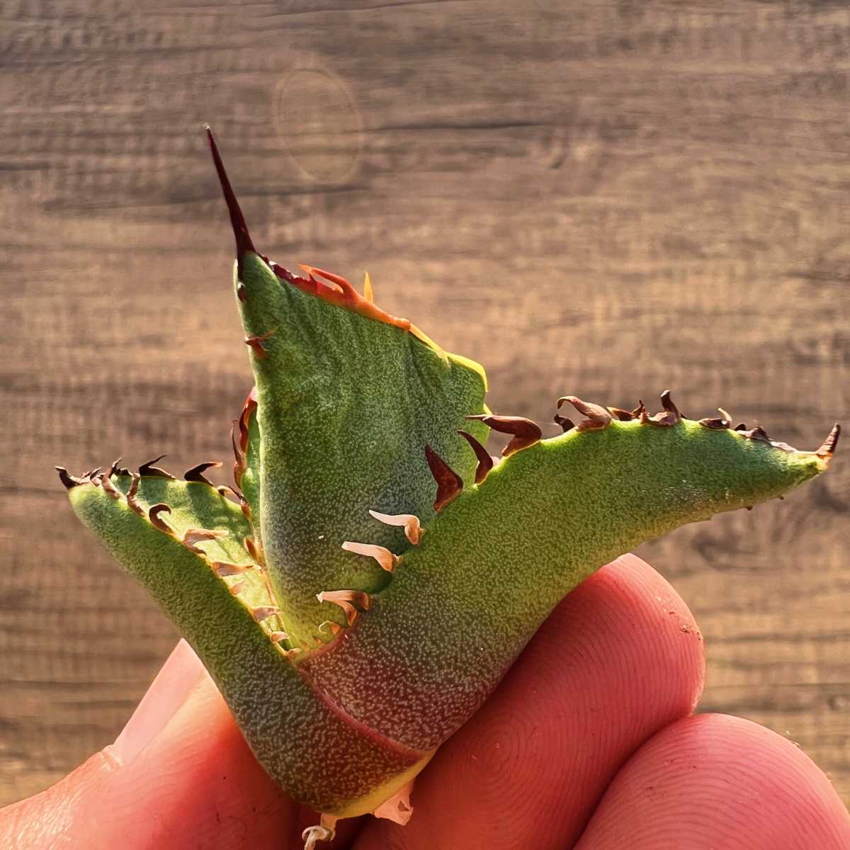 C53 激レア高級品種 アガベ チタノタ 黒排棘 黒連棘 超希少株 厳選極上子株_4