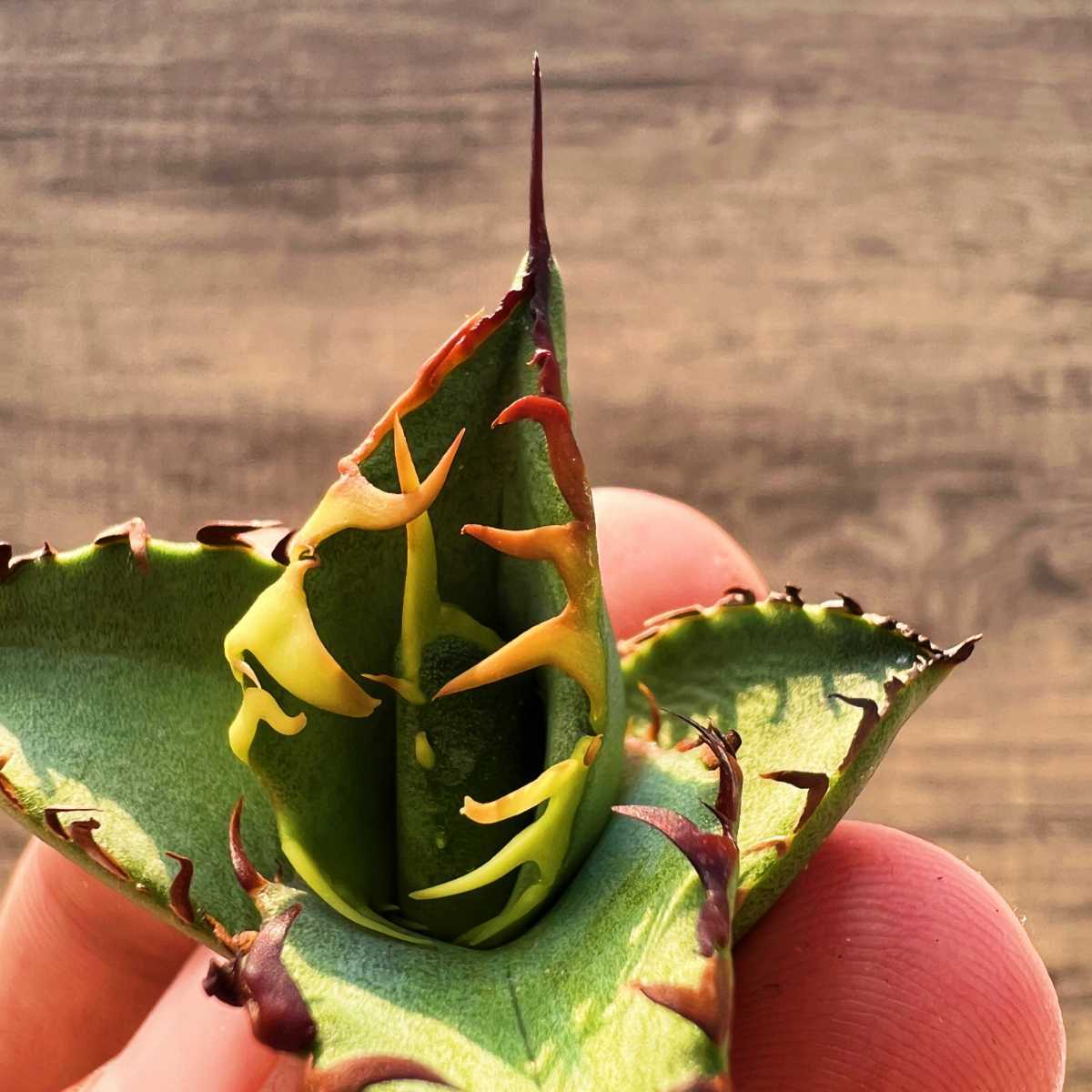 C53 激レア高級品種 アガベ チタノタ 黒排棘 黒連棘 超希少株 厳選極上子株_5