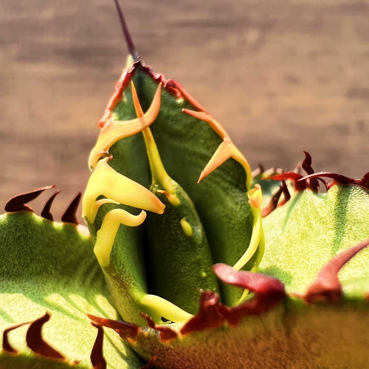 C53 激レア高級品種 アガベ チタノタ 黒排棘 黒連棘 超希少株 厳選極上子株_6