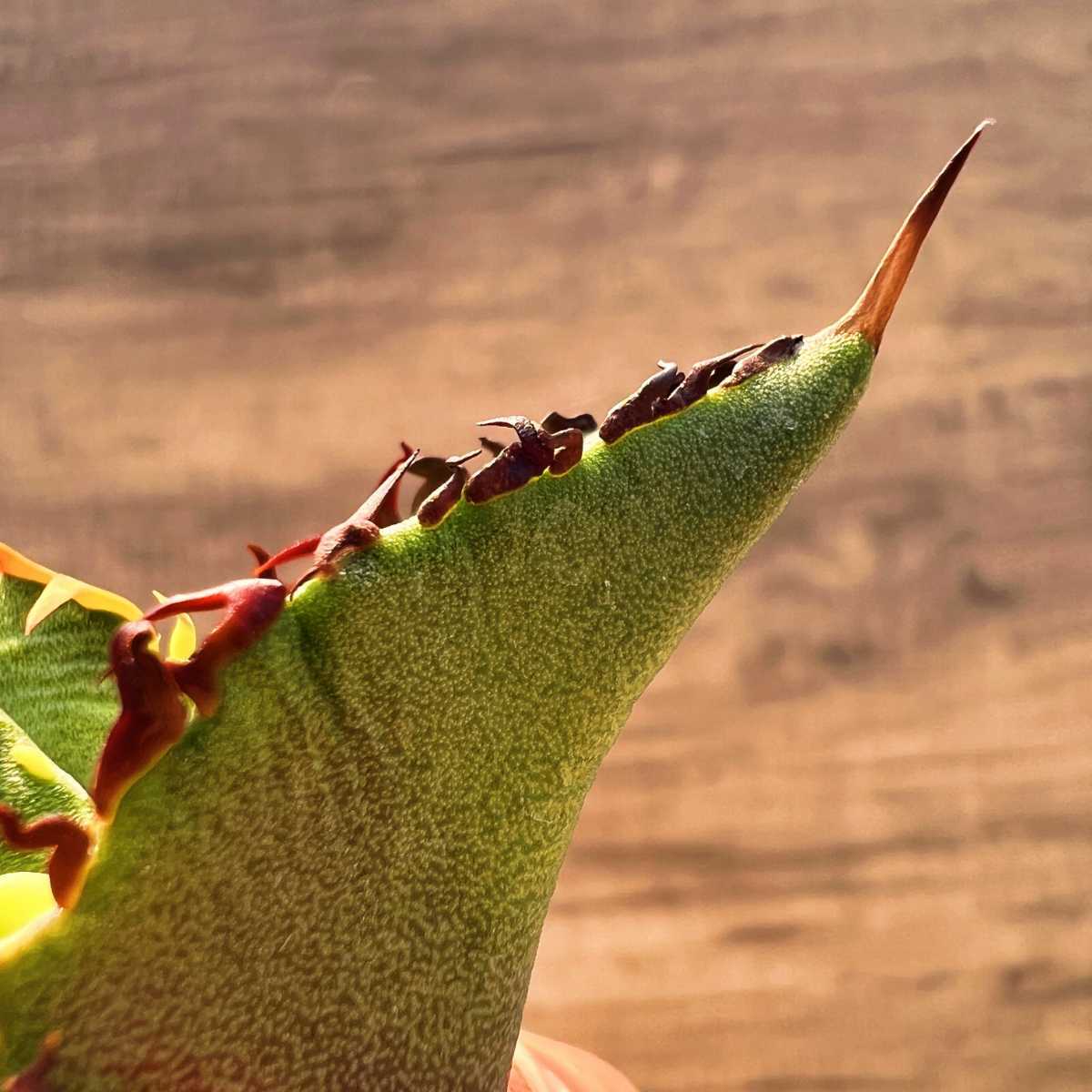 C53 激レア高級品種 アガベ チタノタ 黒排棘 黒連棘 超希少株 厳選極上子株_7