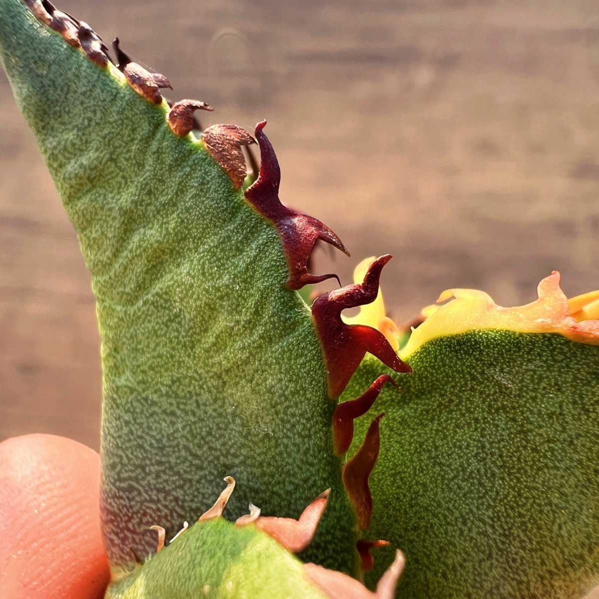 C53 激レア高級品種 アガベ チタノタ 黒排棘 黒連棘 超希少株 厳選極上子株_8