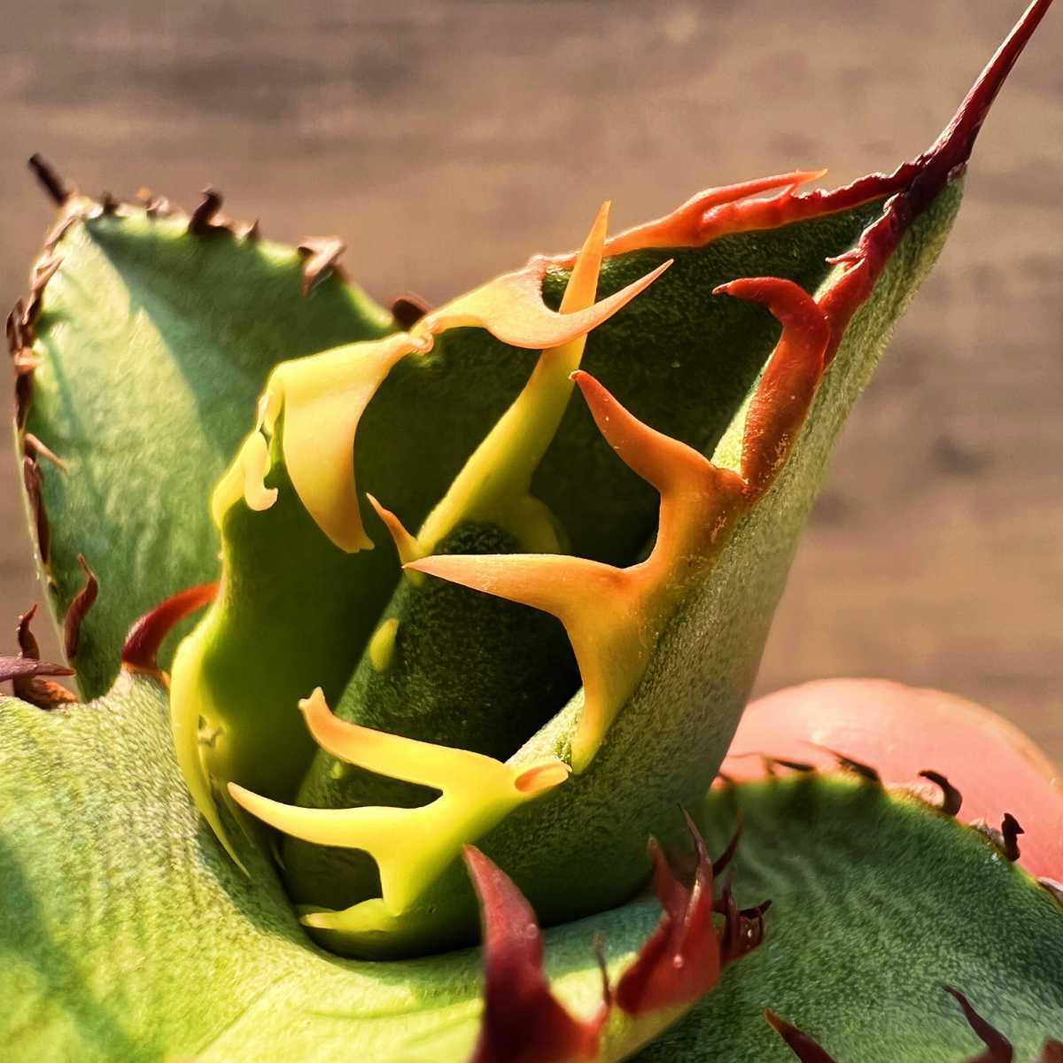 C53 激レア高級品種 アガベ チタノタ 黒排棘 黒連棘 超希少株 厳選極上子株_9